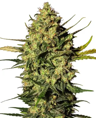 Master Kush Automatic