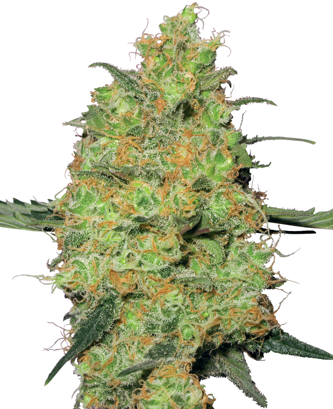 master-kush-feminized-image