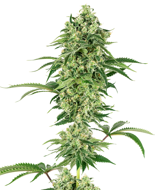 nicole-hindu-kush-feminized-image