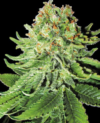 Northern Lights Automatic