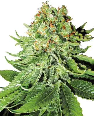Northern Lights Automatic