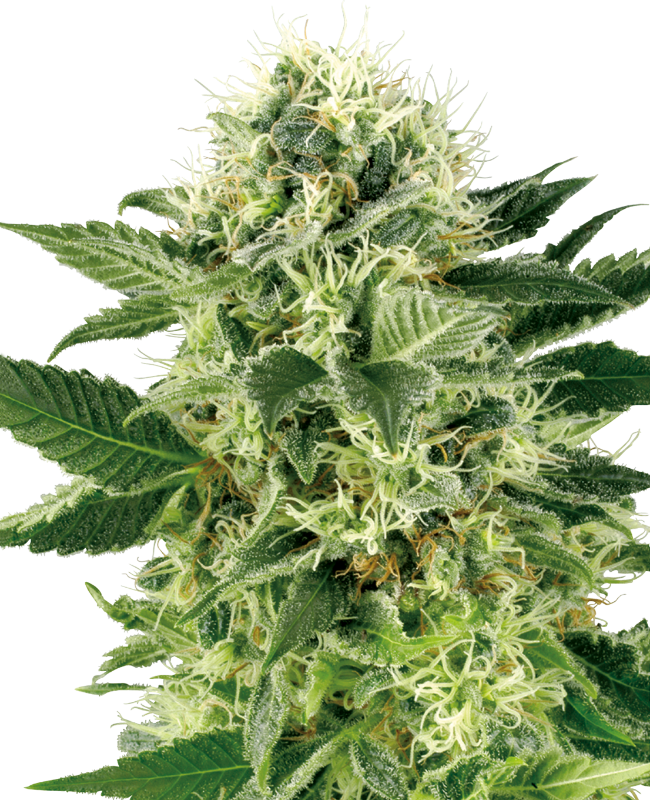 northern-lights-feminized-image