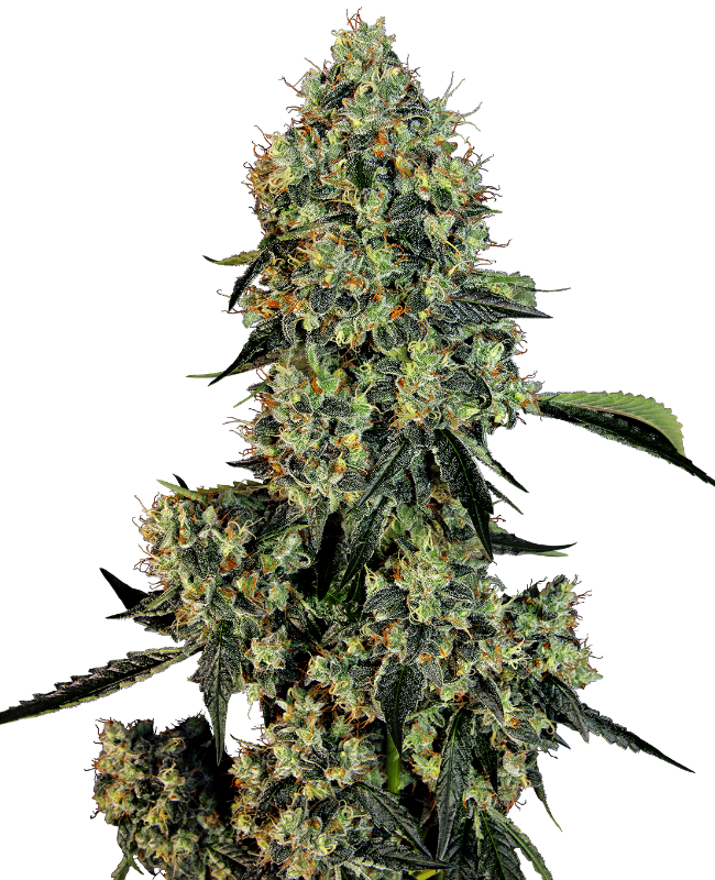 og-kush-feminized-image
