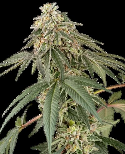 Papaya Roll Feminized