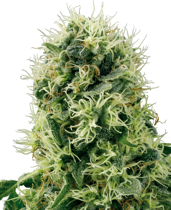 pure-power-plant-feminized-image