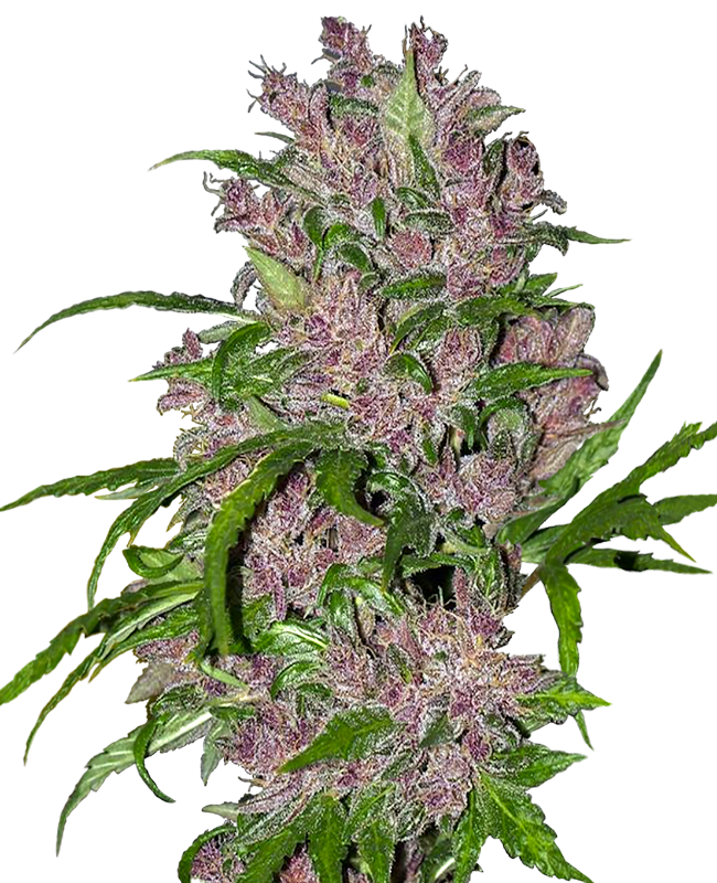 Purple Bud Automatic