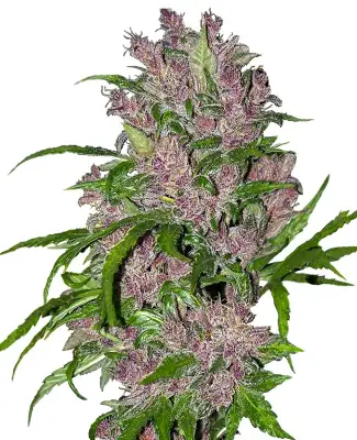 Purple Bud Automatic
