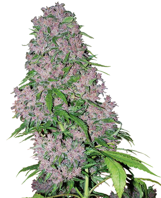 purple-bud-feminized-image