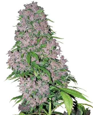 Purple Bud Feminized