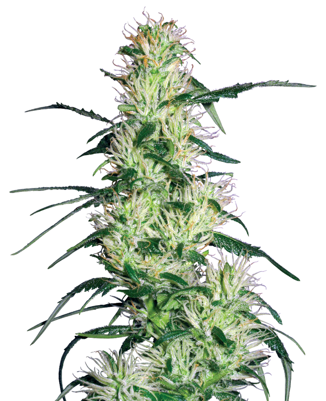 purple-haze-feminized-image