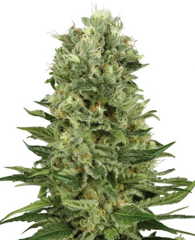 Skunk #1 Automatic