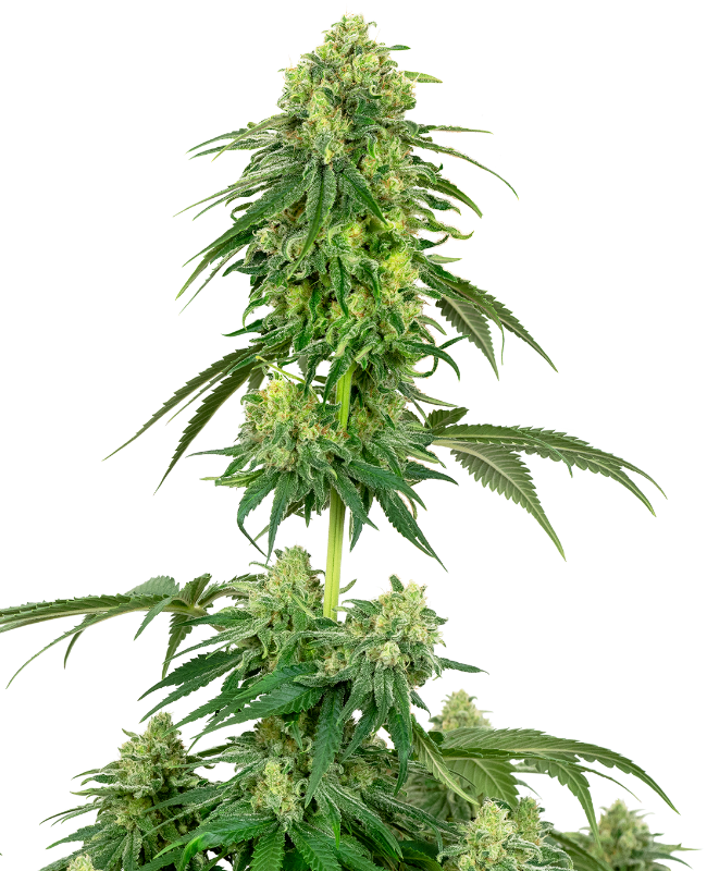 strawberry-kush-feminized-image