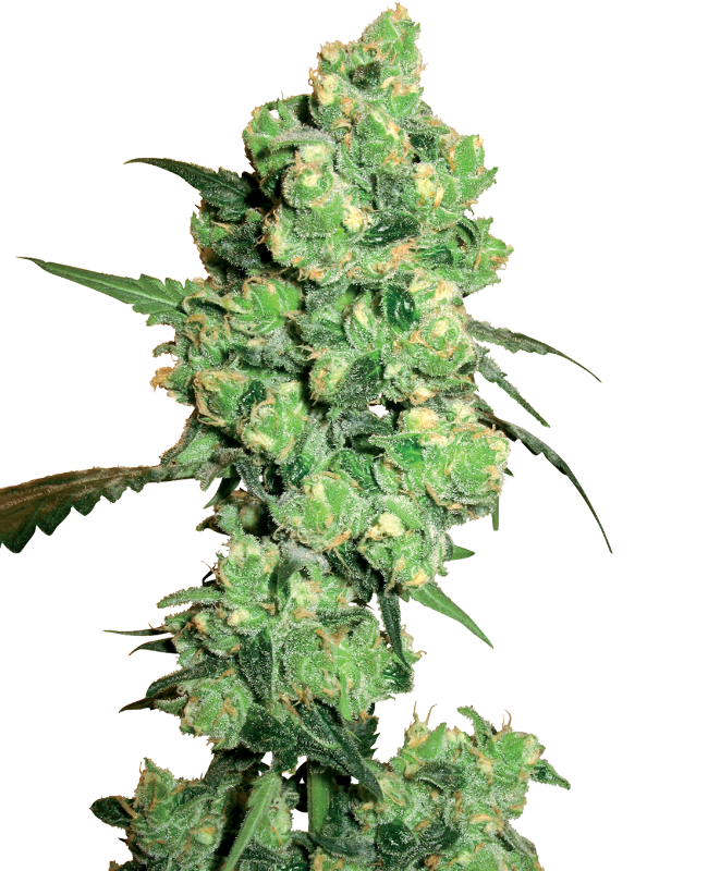 super-skunk-image