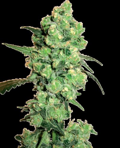 Super Skunk