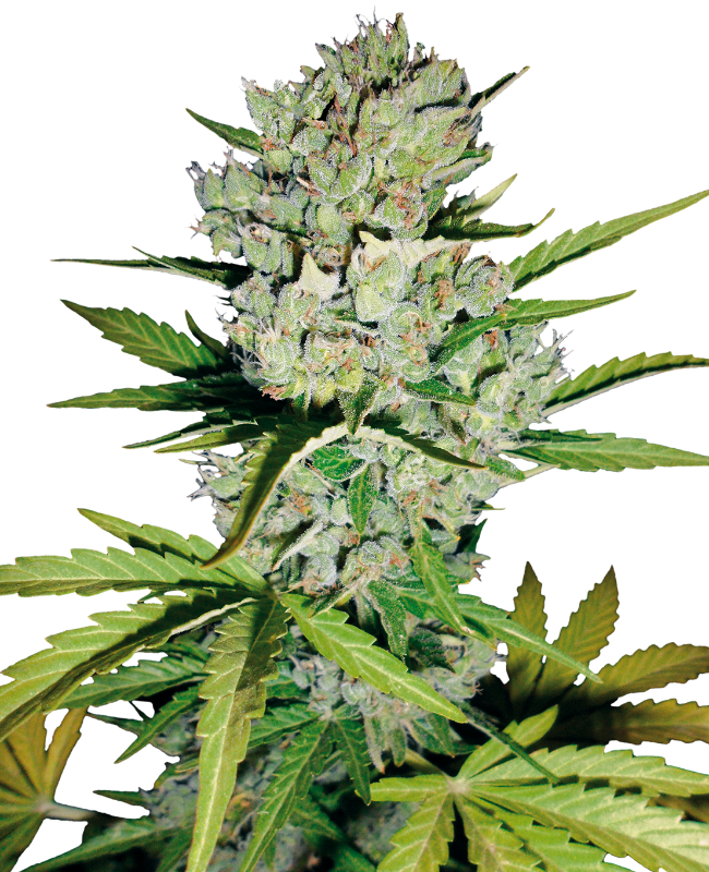super-skunk-automatic-image