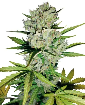 Super Skunk Automatic