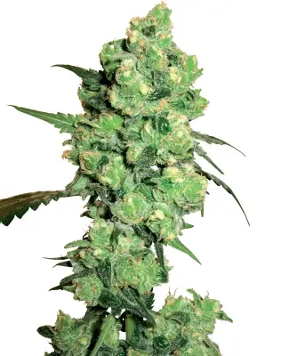 Super Skunk Feminized