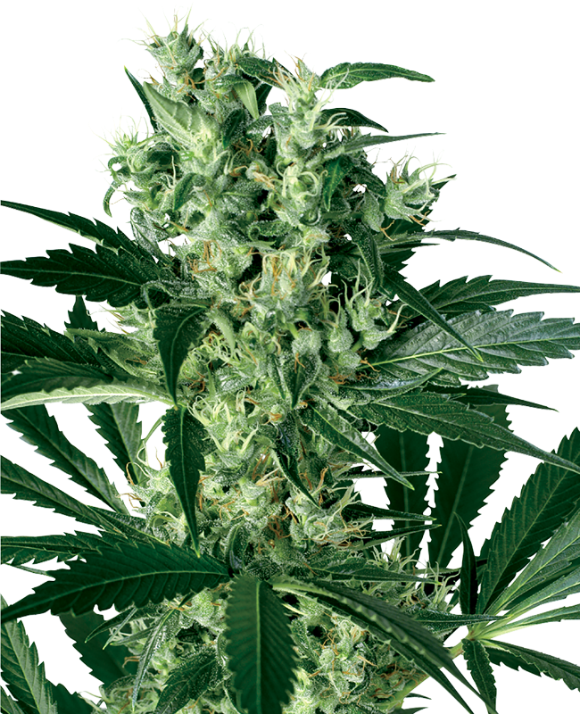x-haze-feminized-image