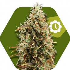 green-ak-xl-autoflowering-image