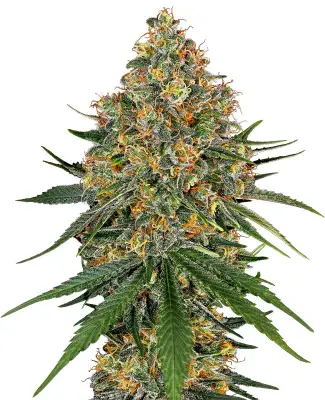 White Cheese Feminized