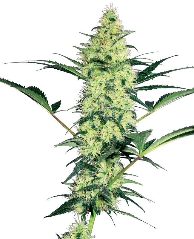 white-diesel-feminized-image