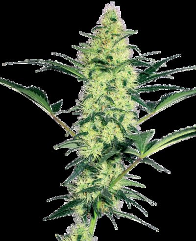 White Diesel Feminized
