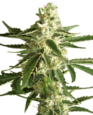 White Diesel Haze Automatic