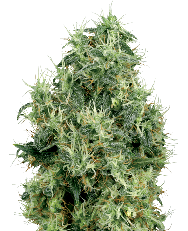 white-gold-feminized-image
