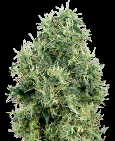 White Gold Feminized