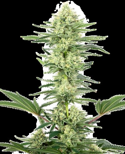 White Gorilla Haze