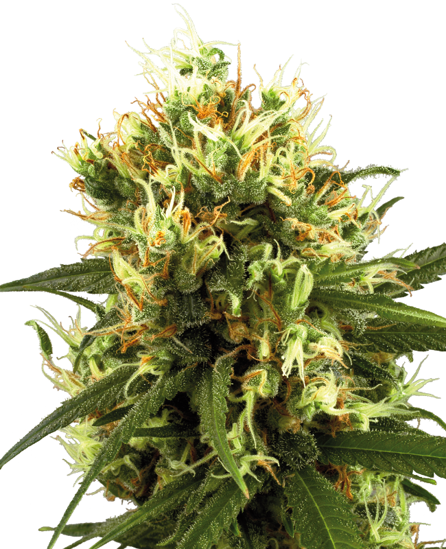 white-haze-automatic-image