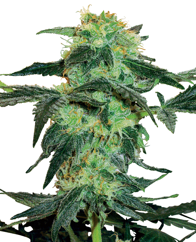 white-ice-feminized-image