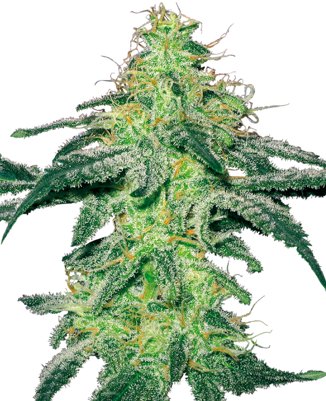 white-skunk-image