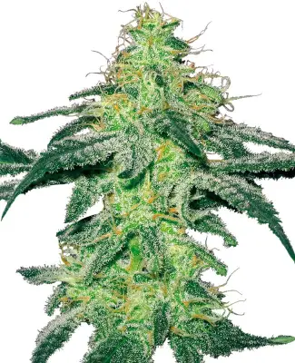 White Skunk