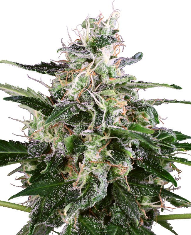 white-skunk-automatic-image