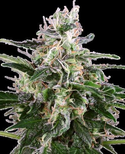 White Skunk Automatic