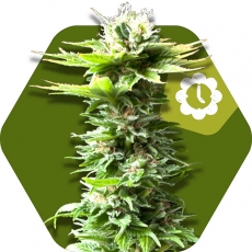 power-kush-autoflowering-image