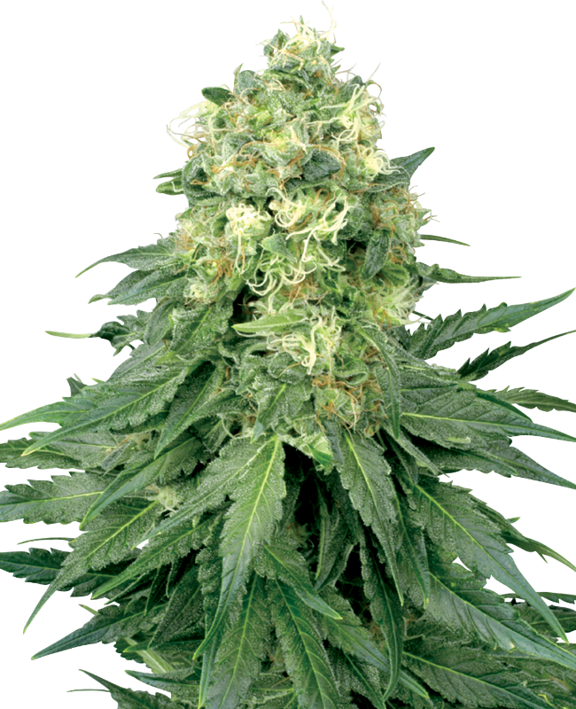 white-widow-image