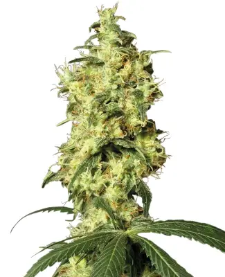 White Widow Automatic