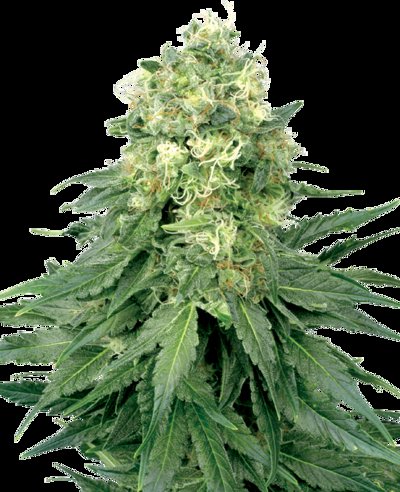 White Widow Feminized