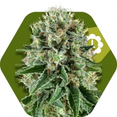 og-bubble-gum-autoflowering-image