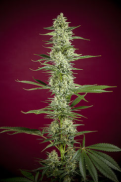 o-haze-red-image