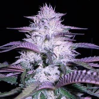 Currant Kush
