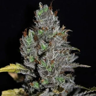 viagrra-feminized-image