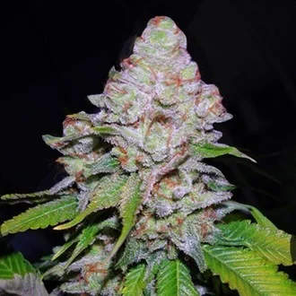 white-berry-image
