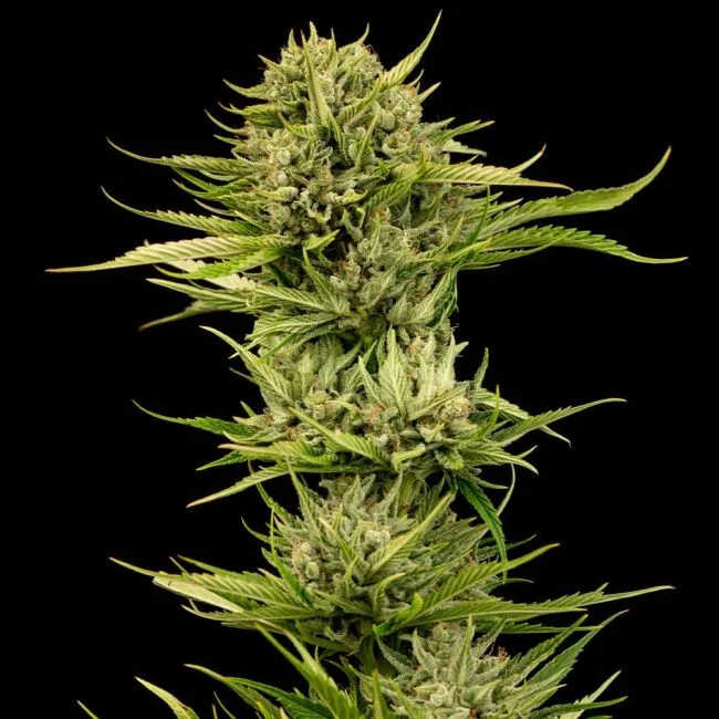 Blueberry Pie F1 Fast-image