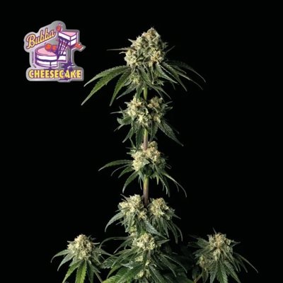 Bubba Cheesecake