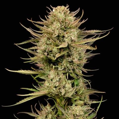 Cherry Punch F1