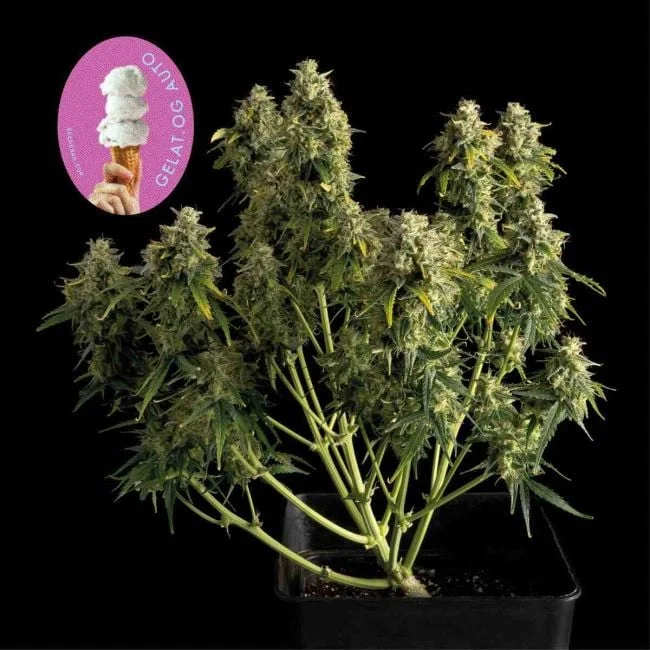 Gelat.OG Auto
