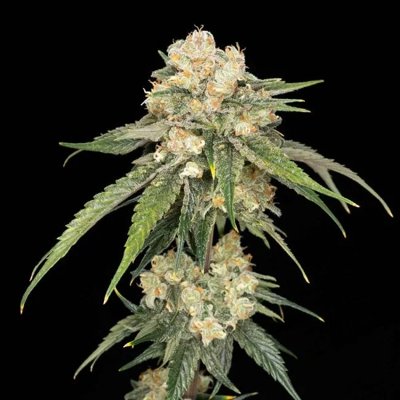 Ice Dream Cake